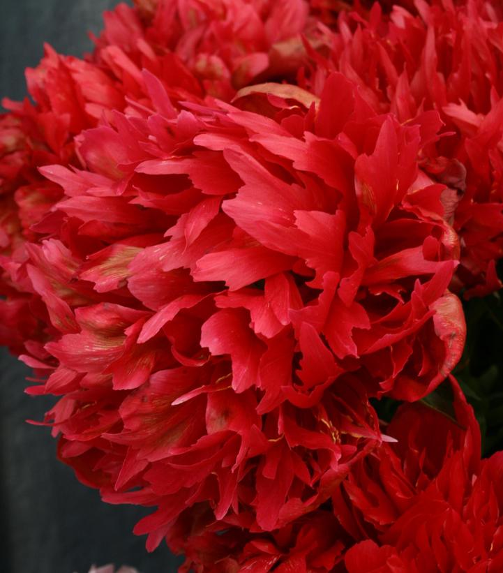 Image Credit: Ball Horticultural