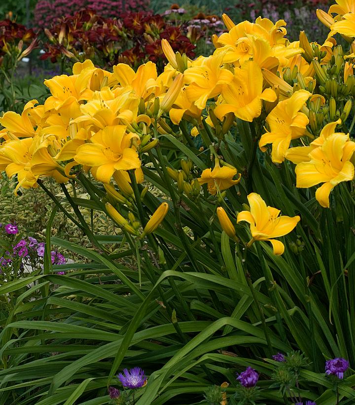 Image Credit: Walters Gardens