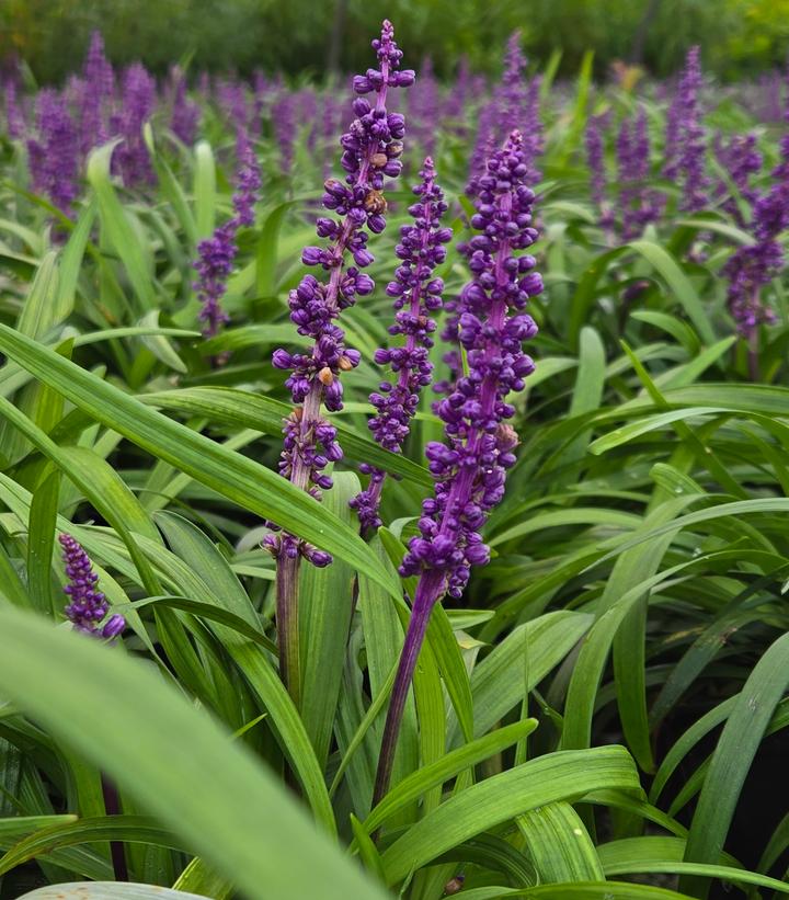 Image Credit: Prides Corner Farms