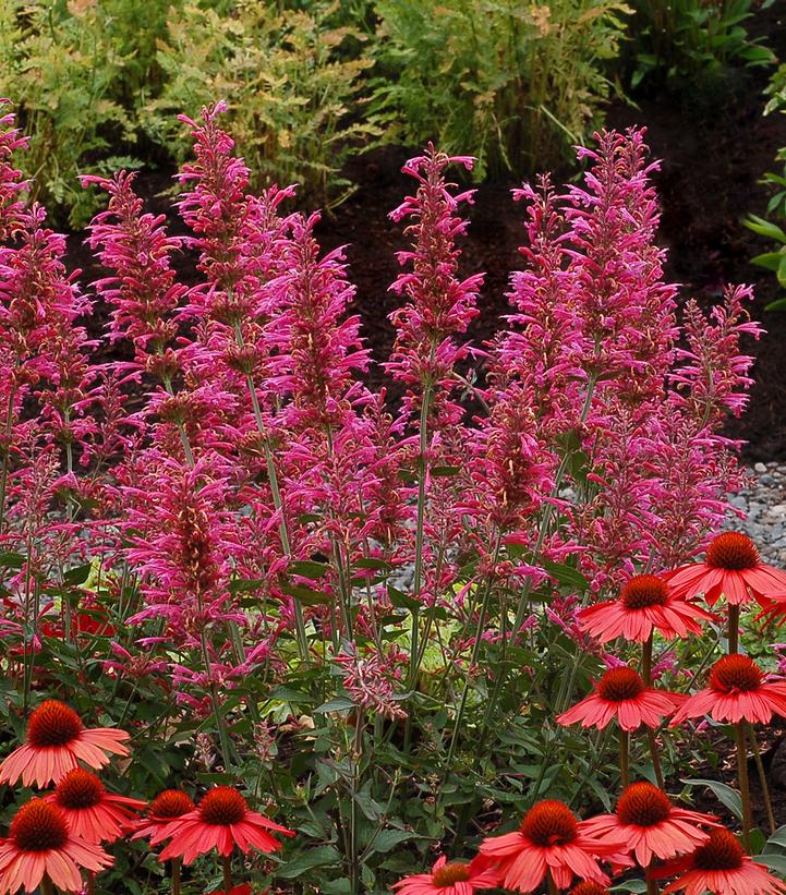 Image Credit: Terra Nova Nurseries