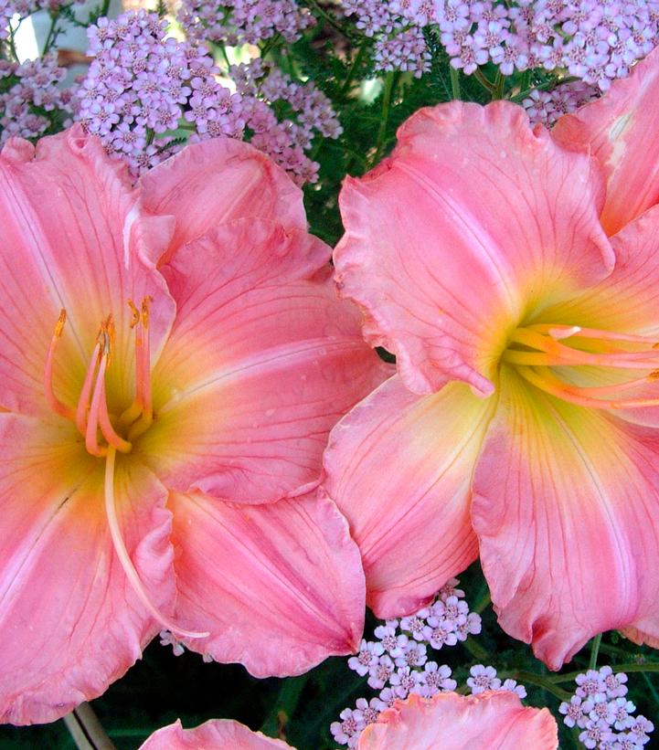 Image Credit: Walters Gardens