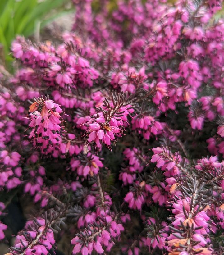 Image Credit: Prides Corner Farms