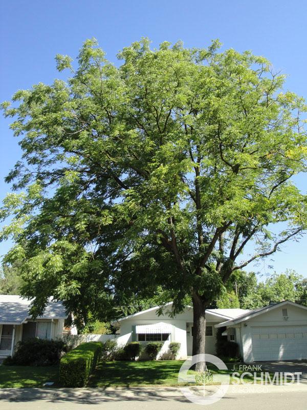 Image Credit: J. Frank Schmidt & Son