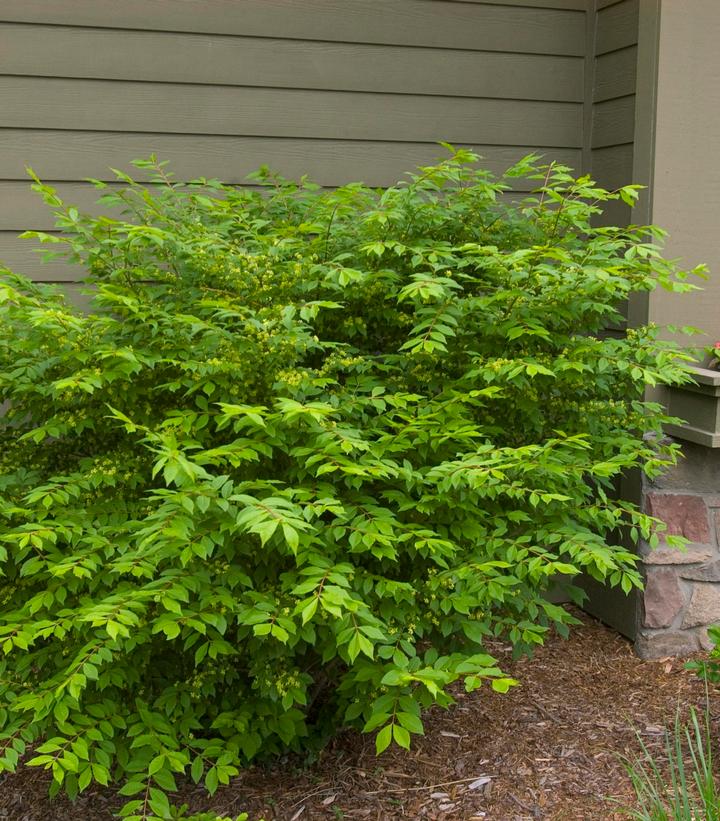 Image courtesy of Bailey Nurseries