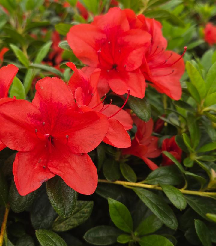 Image Credit: Prides Corner Farms