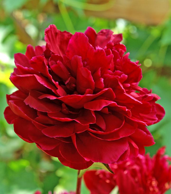 Image Credit: Devroomen