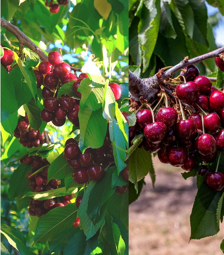 Prunus avium '3-in-1 Cold Climate' - 3-in-1 Cold Climate Grafted Cherry from Prides Corner Farms