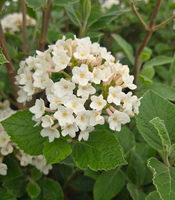 Image Credit: Prides Corner Farms