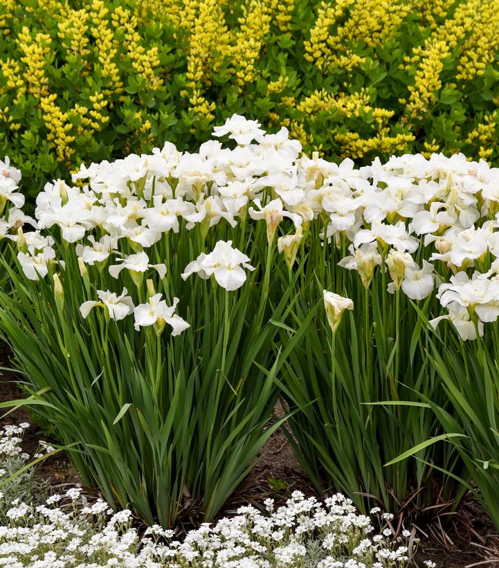 Image Credit: Walters Gardens