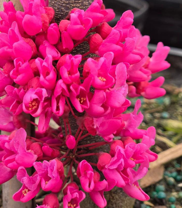 Image Credit: Prides Corner Farms