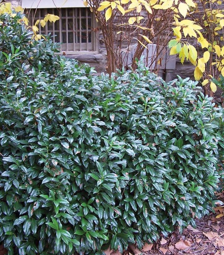 Image credit: Spring Meadow
