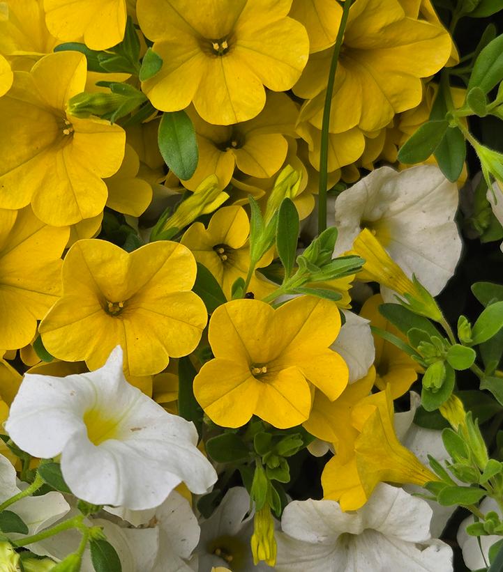 Image Credit: Prides Corner Farms