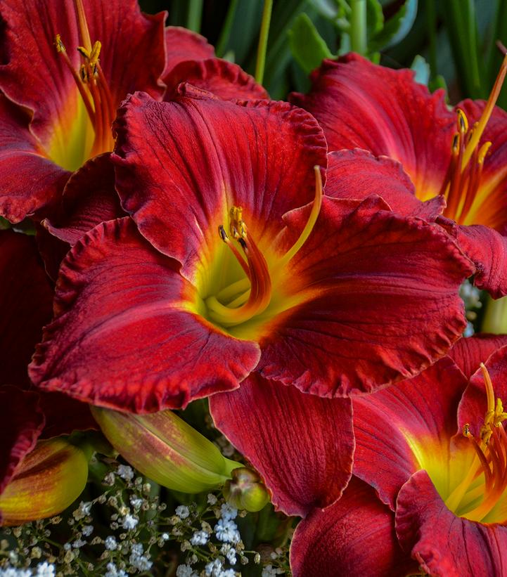 Image Credit: Walters Gardens