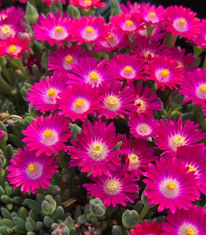 Image Credit: Prides Corner Farms