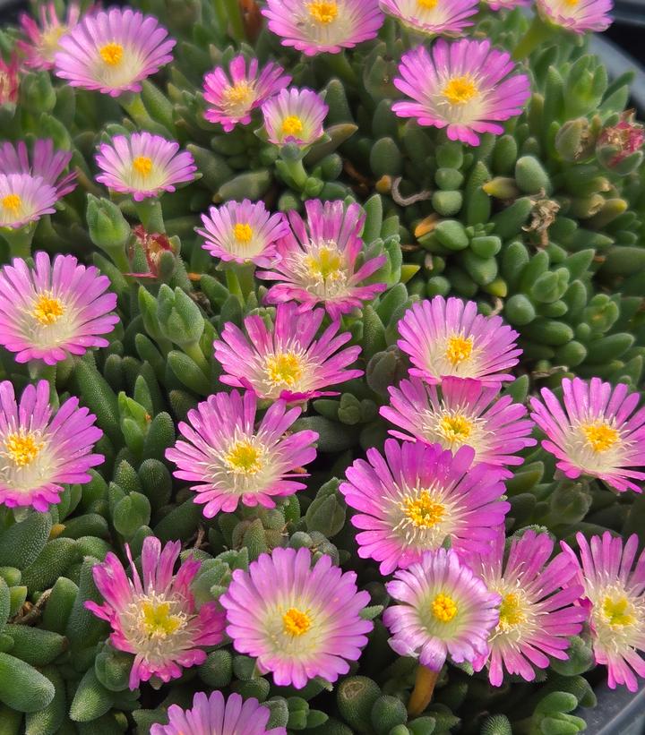 Image Credit: Prides Corner Farms