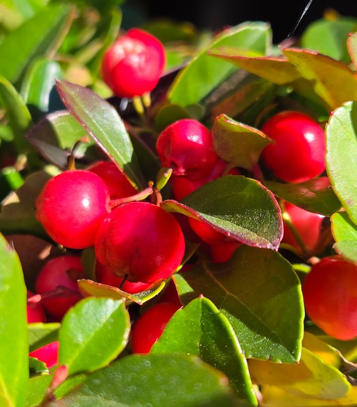 Image Credit: Prides Corner Farms