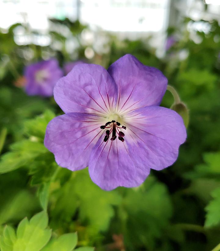 Image Credit: Prides Corner Farms