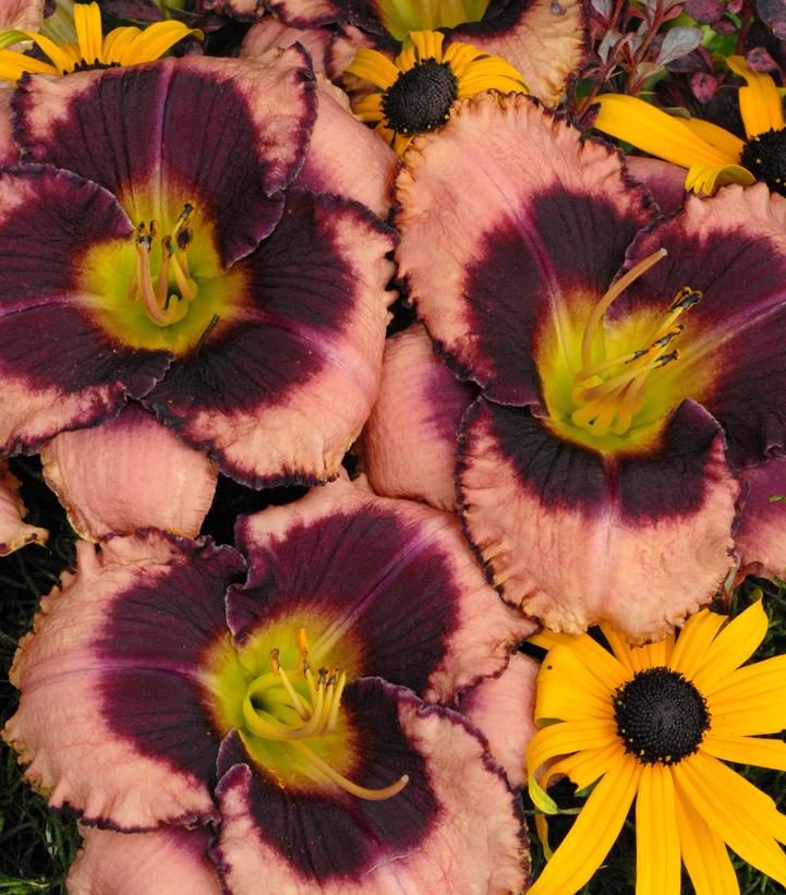 Image Credit: Walters Gardens