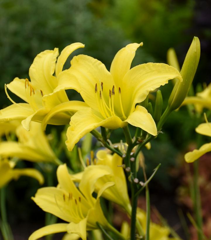 Image Credit: Walters Gardens