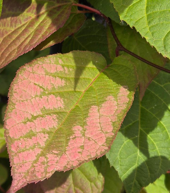 Image Credit: Prides Corner Farms