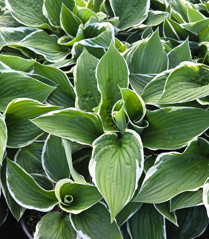 Image Credit: Prides Corner Farms