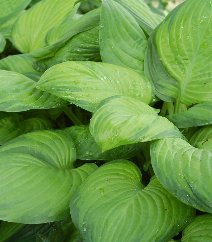 Hosta x 'Guacamole'