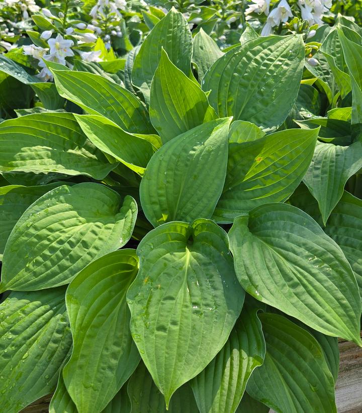 Image Credit: Prides Corner Farms