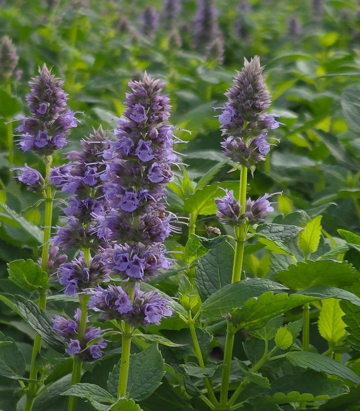 Image Credit: Prides Corner Farms