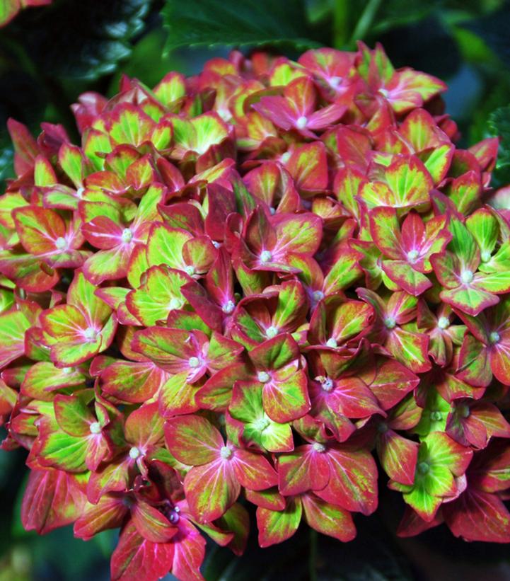 Hydrangea macrophylla Next Generation® Pistachio