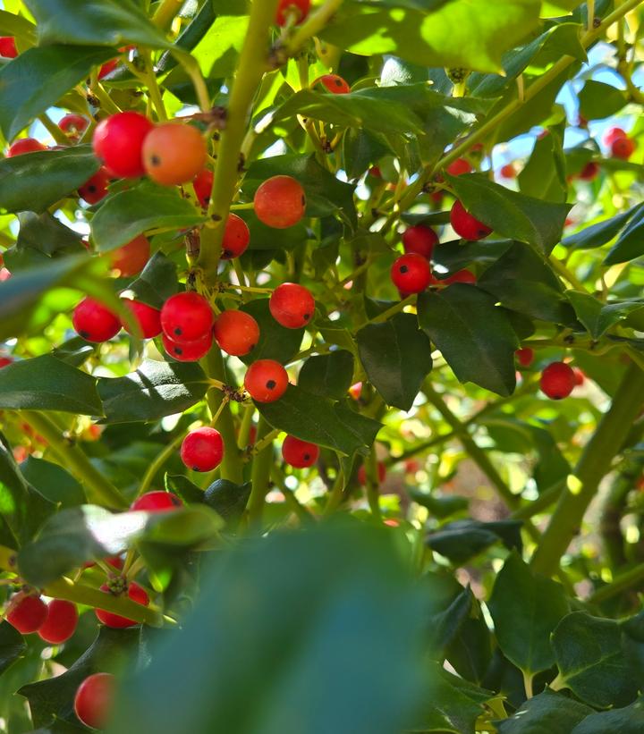 Image Credit: Prides Corner Farms