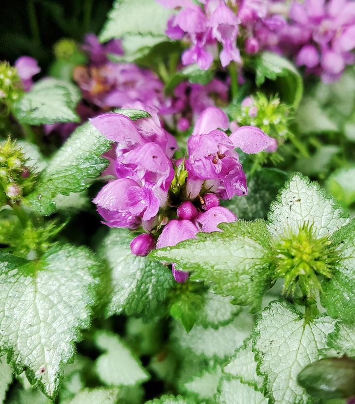 Image Credit: Prides Corner Farms