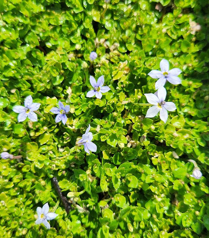 Image Credit: Prides Corner Farms