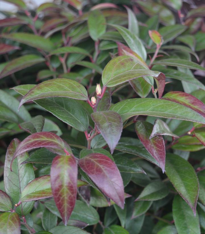 Image Credit: Prides Corner Farms