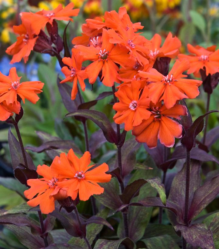 Image Credit: Walters Gardens