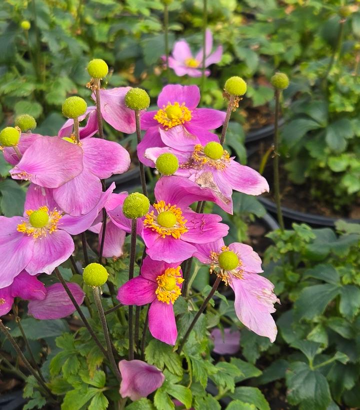 Photo Credit: Prides Corner Farms