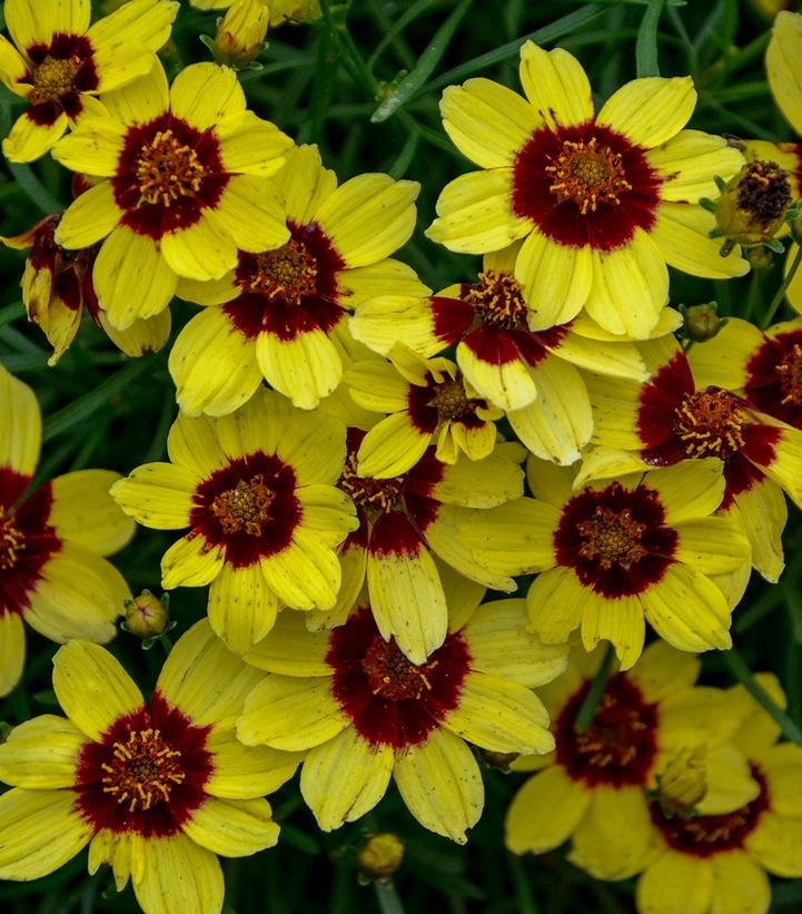 Image Credit: Walters Gardens