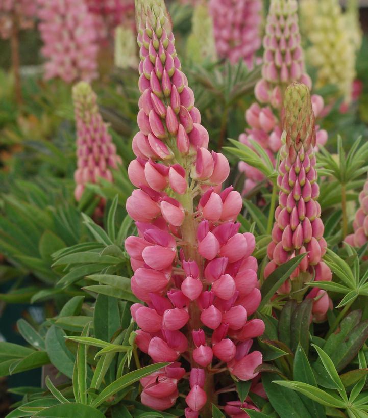 Image Credit: Prides Corner Farms