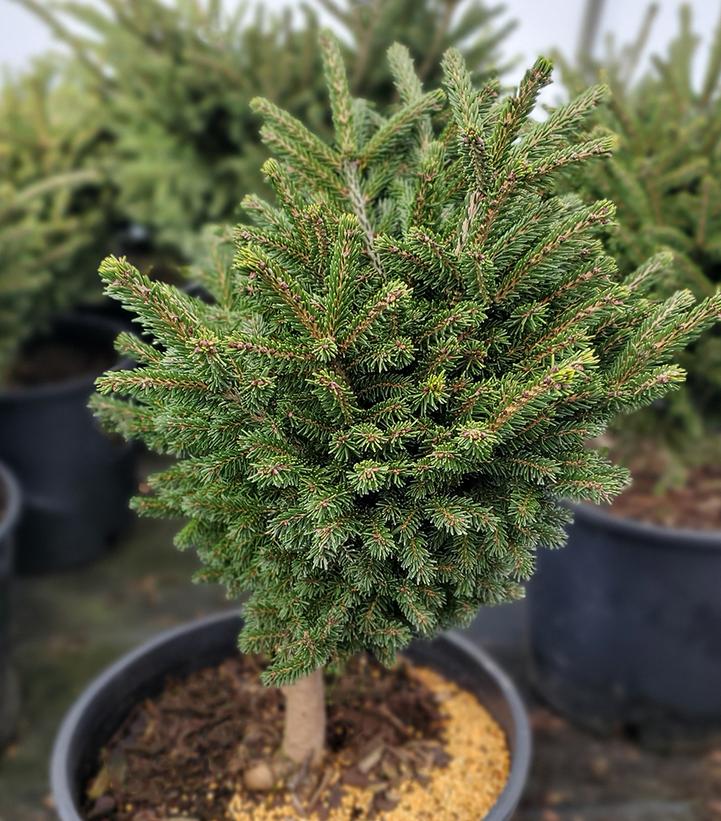 Image Credit: Prides Corner Farms