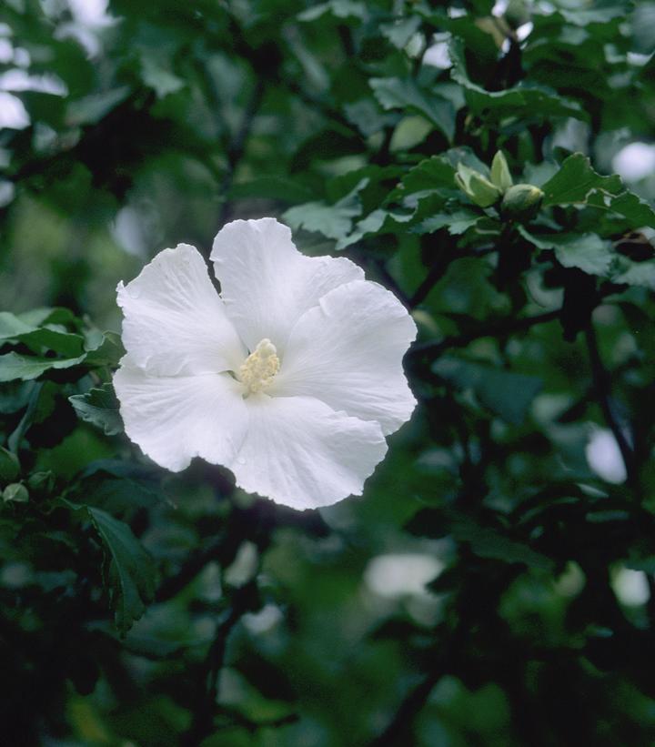 Hibiscus syriacus ''Diana'' - photo courtesy of Bailey Nurseries