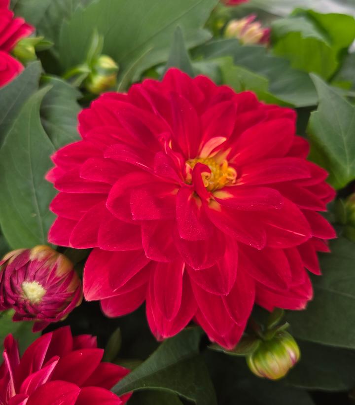 Image Credit: Prides Corner Farms