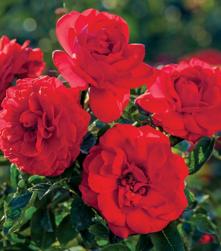 Image courtesy of Star Roses and Plants