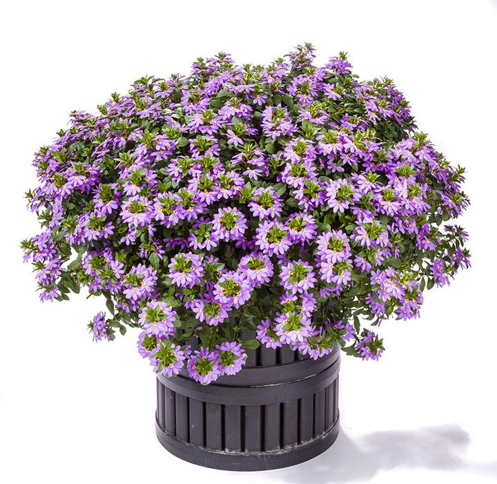 Image Credit: Ball Horticultural