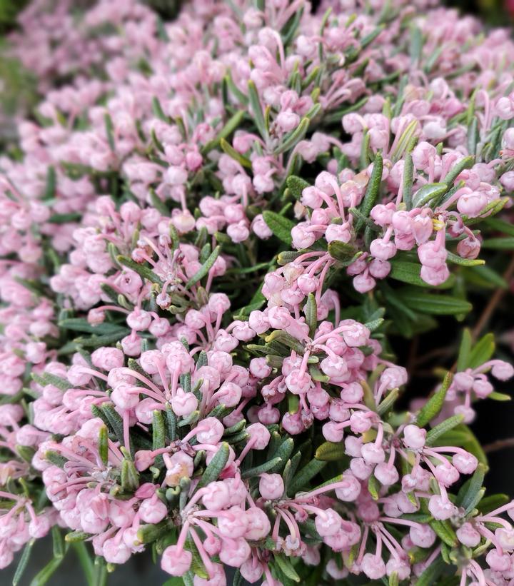 Image Credit: Prides Corner Farms