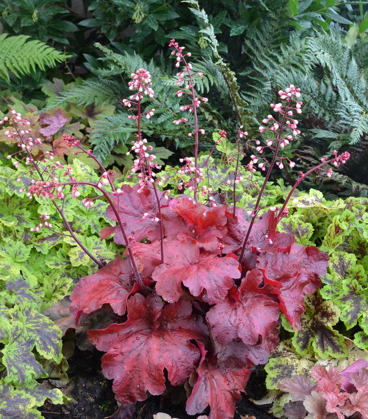 Image Credit: Terra Nova Nurseries