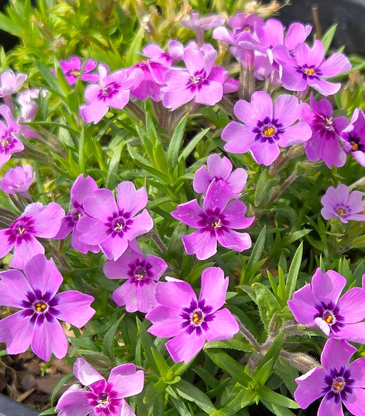 Image Credit: Prides Corner Farms