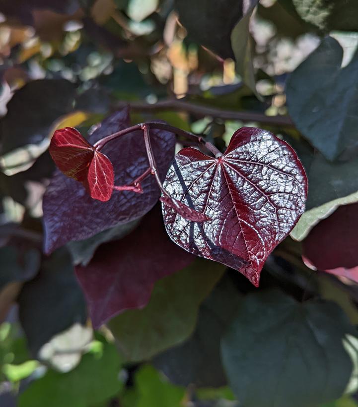 Image Credit: Prides Corner Farms