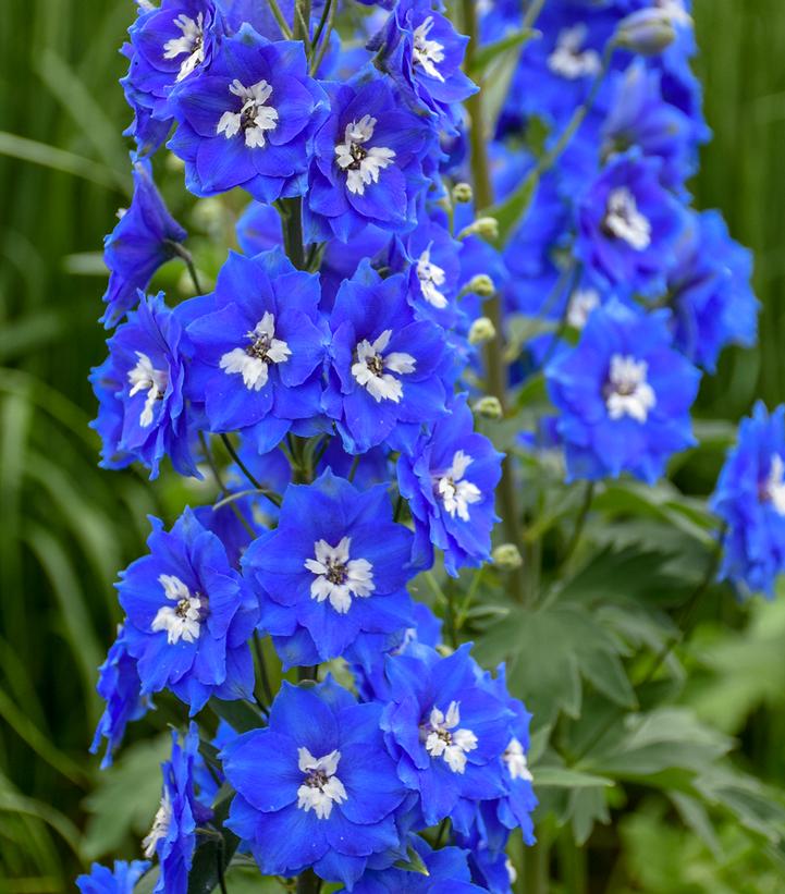 Delphinium ''Cobalt Dreams'' - photo courtesy of Walters Garden