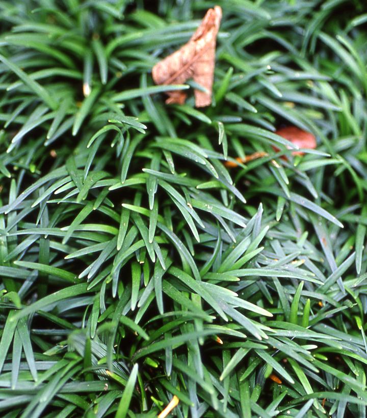 Image Credit: Adobe Stock