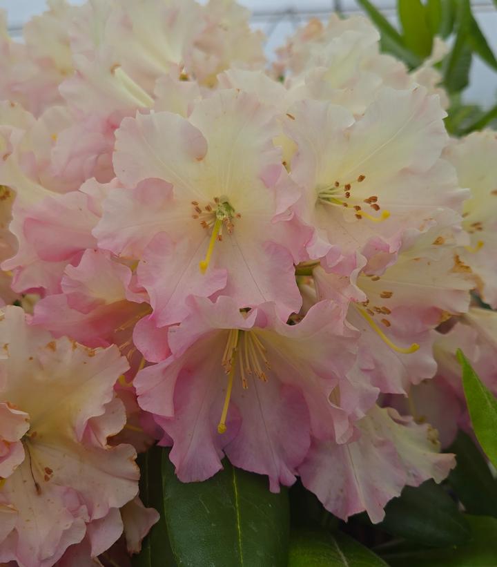 Image credit: Prides Corner Farms