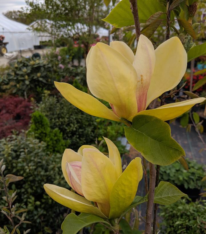 Magnolia x 'Sunsation'